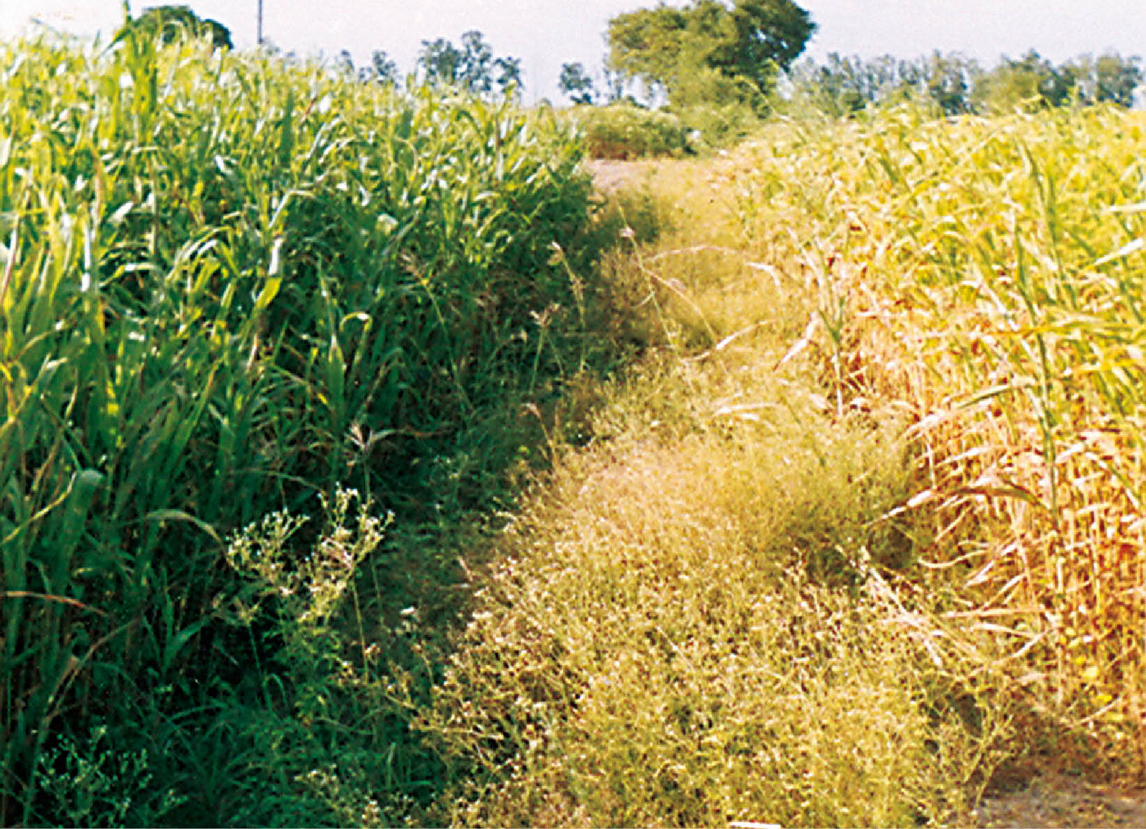 Congress Grass: A Biological Invader